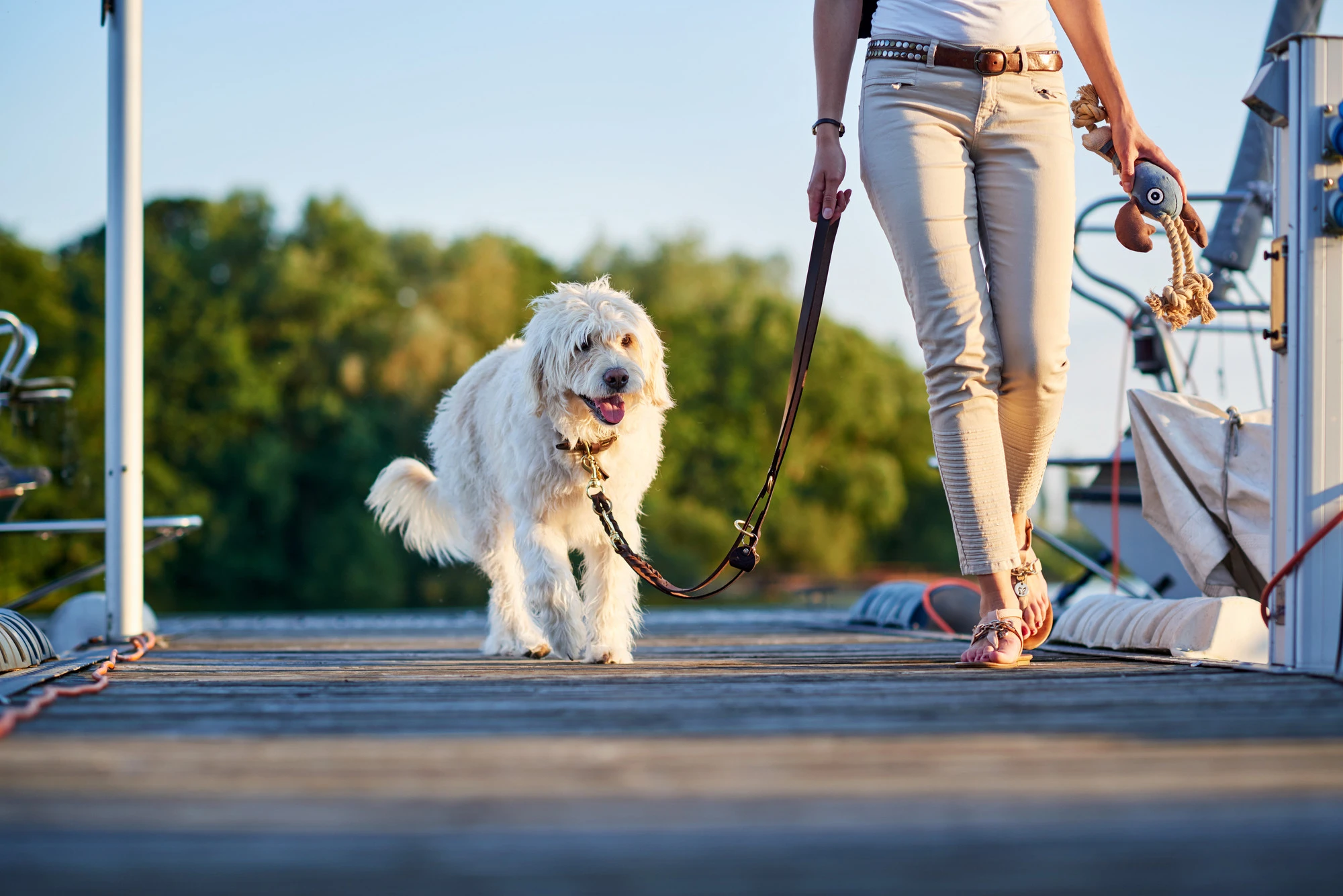 Hunter Sansibar Solid 65 Hundehalsbånd i læder - 52-59 cm